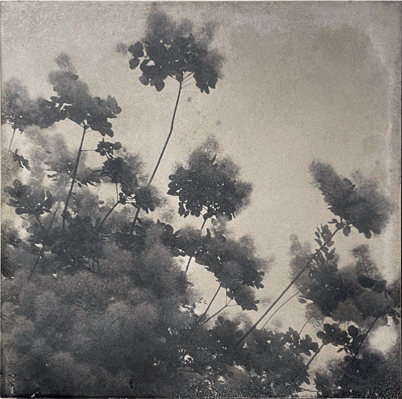 BOTANICbrut — Tafel 04