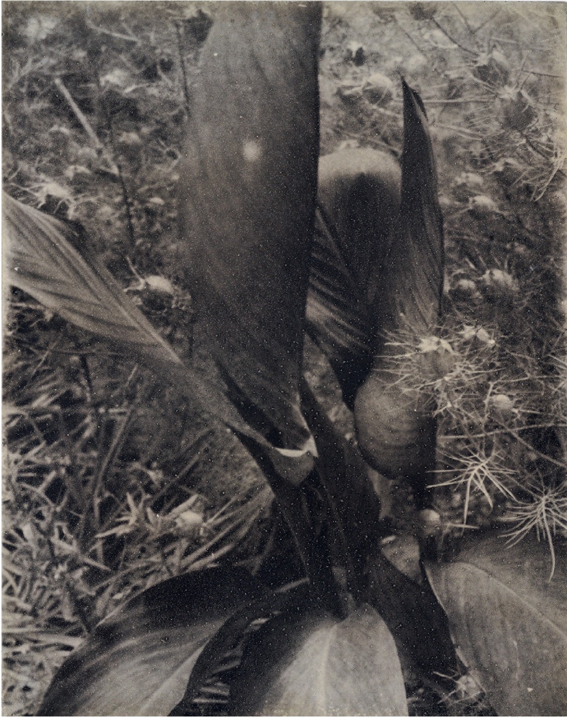 BOTANICbrut — Tafel 06