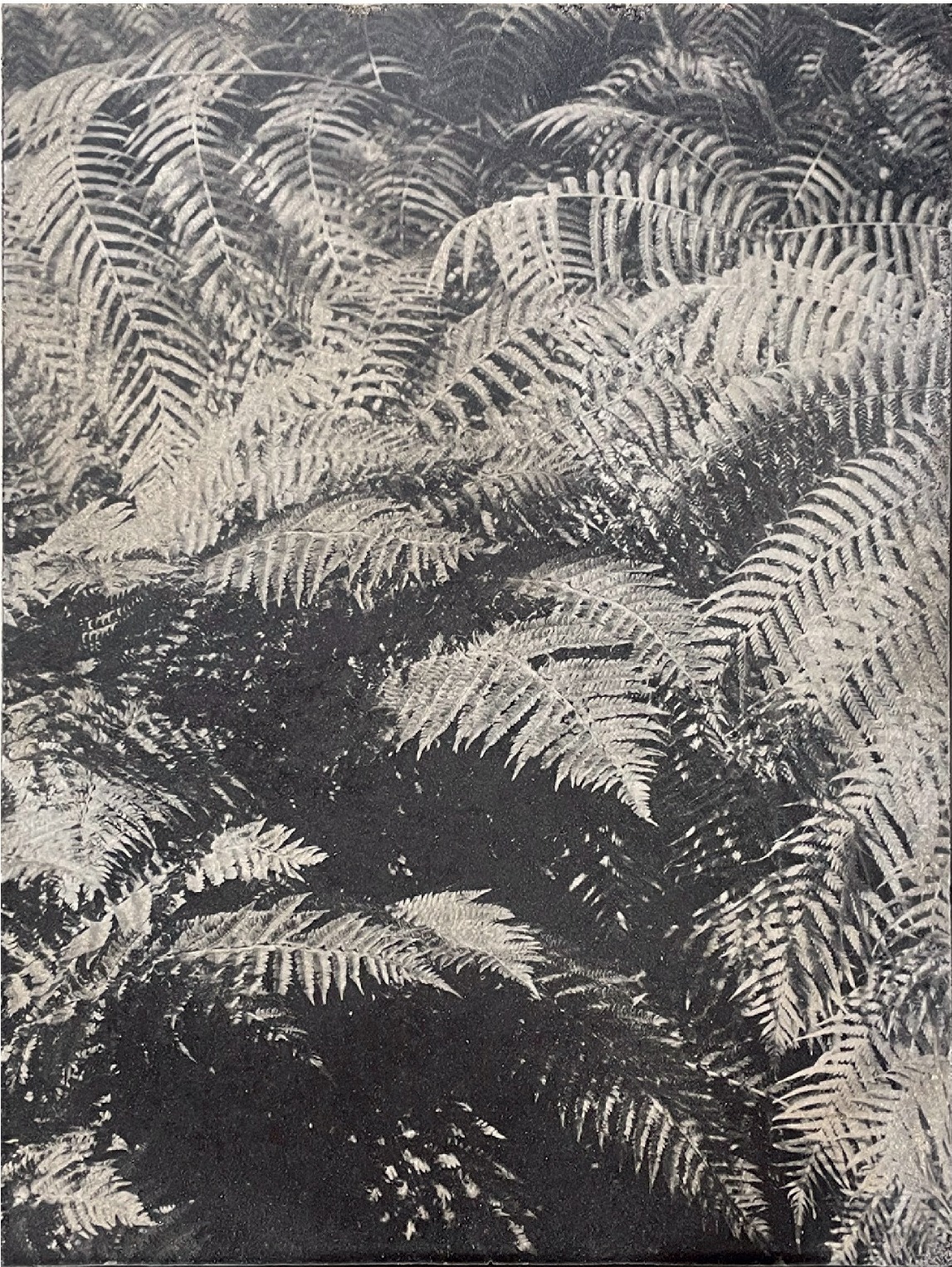BOTANICbrut — Tafel 07