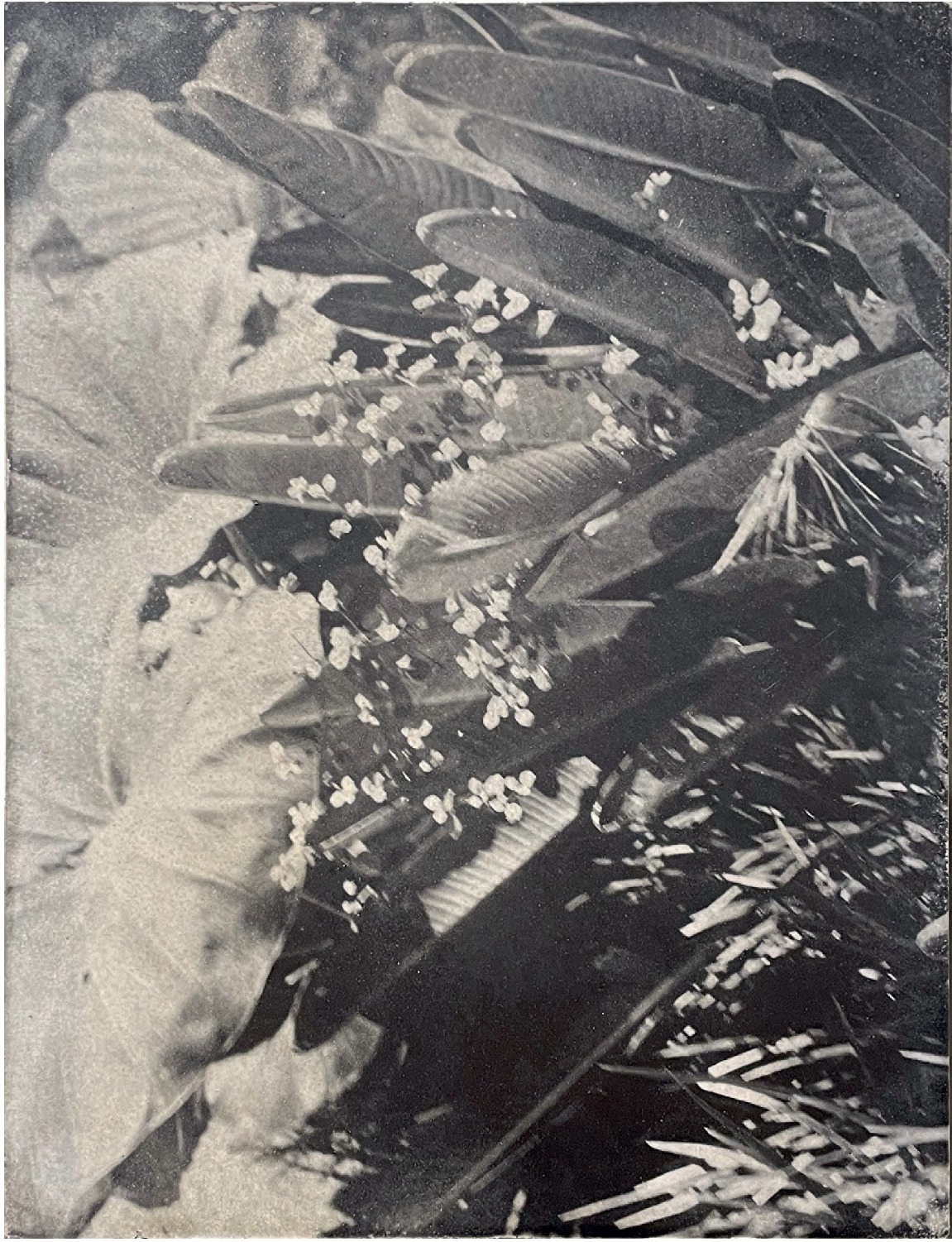 BOTANICbrut — Tafel 08