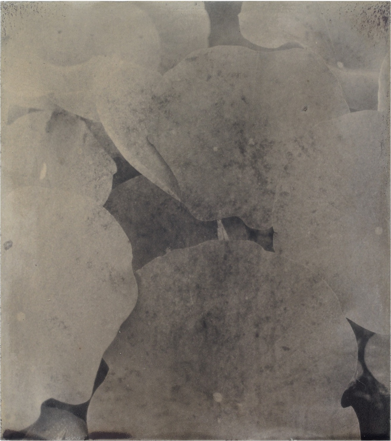 BOTANICbrut — Tafel 09