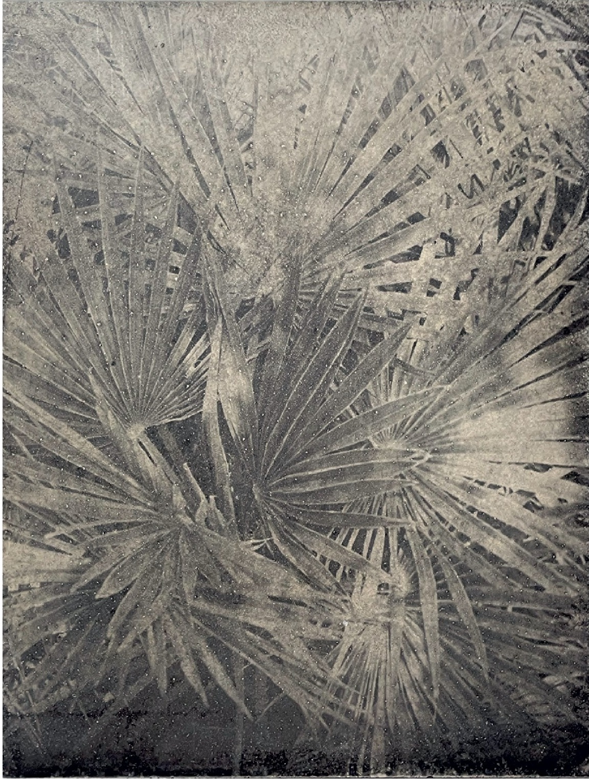 BOTANICbrut — Tafel 11