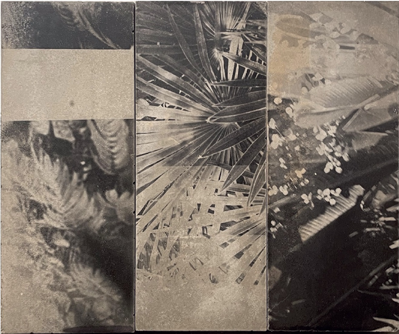 BOTANICbrut — Tafel 13